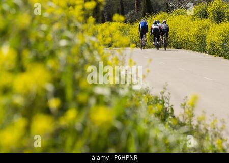 Ciclistas entre Flores, Petra, Mallorca, Balearen, Spanien, Europa. Stockfoto