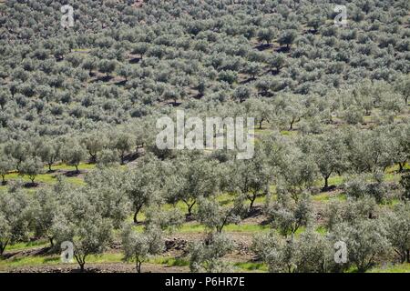 Campo de Olivos, Elvas, Alentejo, Portugal, Europa. Stockfoto