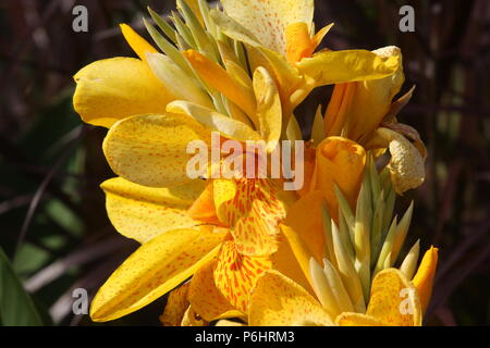 Sorte 'Yellow King Humbert' der Canna Pflanze Stockfoto