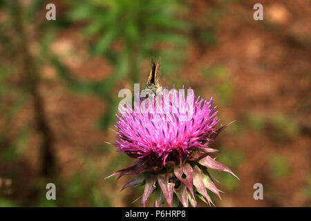 Moth Am thistle Blume Stockfoto