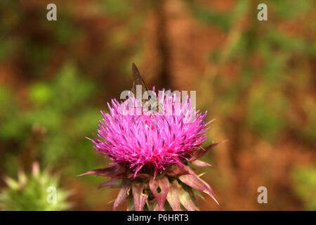 Moth Am thistle Blume Stockfoto