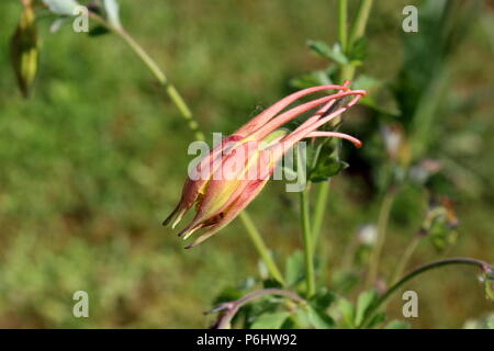 Aquilegia skinneri Tequila Sunrise oder Columbine oder Omas Motorhaube geschlossen hell rot Kupfer-rot, orange mit goldgelben center Blume Seitenansicht Stockfoto