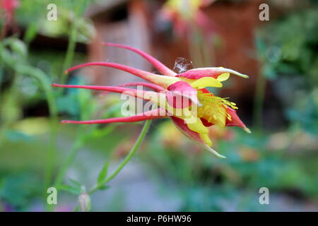 Aquilegia skinneri Tequila Sunrise oder Columbine oder Omas Motorhaube teilweise blühen leuchtend rot, Kupfer-rot, orange mit goldgelben Zentrum flowe Stockfoto