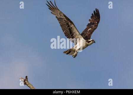 Fischadler, Pandion haliaetus, über Rio Grande, Pazifikküste, Provinz Cocle, Republik Panama fliegen. Stockfoto