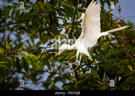 Kuhreiher, Bubulcus ibis, oberhalb von Rio Grande, Pazifikküste, Provinz Cocle, Republik Panama. Stockfoto