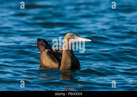 Unreife Brown Booby, Sula, leucogaster in Insel Coiba Nationalpark, Pazifikküste, Provinz Veraguas, Republik Panama. Stockfoto