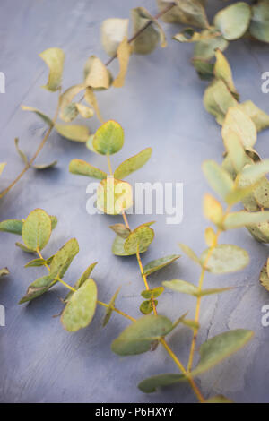 Eukalyptus Filialen auf konkreten Hintergrund als Karte Konzept Stockfoto