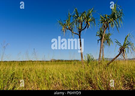 Pandanus Baum im langen Gras vor einem strahlend blauen Himmel, viele Gipfel zu montieren Marlow, Townsville Stadt gemeinsame Queensland, 4810, Australien Wanderung Stockfoto