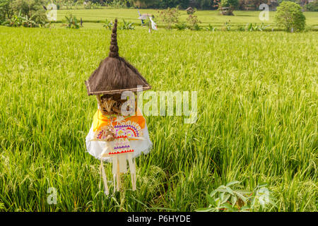 Reisfeld mit Schilf bedeckten Altar für Angebote Dewi Sri, Balinesen Reis Mutter. Ländliche Landschaft. Die Insel Bali, Indonesien Stockfoto