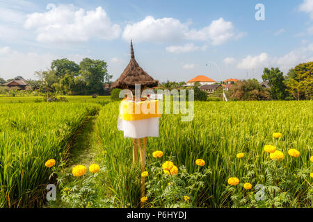 Reisfeld mit Schilf bedeckten Altar für Angebote Dewi Sri, Balinesen Reis Mutter. Ländliche Landschaft. Die Insel Bali, Indonesien Stockfoto