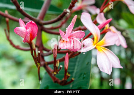 Blumen rosa blühenden Plumeria tree mit Wassertropfen nach dem Regen. Bali, Indonesien. Stockfoto