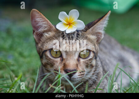 Cute tabby Katze mit Plumeria flower auf seinem Kopf im Gras sitzen, Portraitfotos. Stockfoto