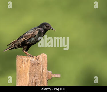 Nach Star (Sturnus vulgaris) auf hölzernen Tor post gehockt, Berkshire Stockfoto