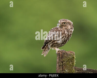 Wild nach Steinkauz (Athene noctua) auf hölzernen Zaun gehockt, Berkshire Stockfoto