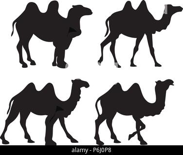 Silhouette von vier Fuß Kamele isoliert auf weißem Stock Vektor