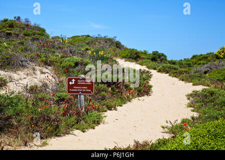 Trail bei Ano Nuevo State Park Stockfoto