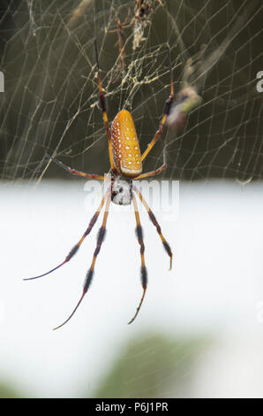 Eine Schreiben Spider sammelt Insekten im Netz für Nahrungsmittel außerhalb eines Hauses in Wilmington North Carolina Stockfoto