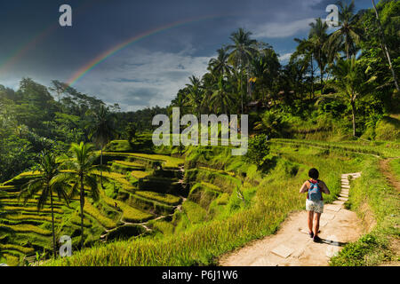 Tegalalang reis plantage Terrasse in Bali, Indonesien. Stockfoto