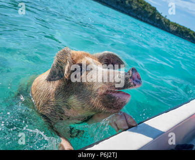 Grosses Schwimmbad Wildschweinen auf die Überprüfung der Besucher Boote in der Exumas, Bahamas. Stockfoto