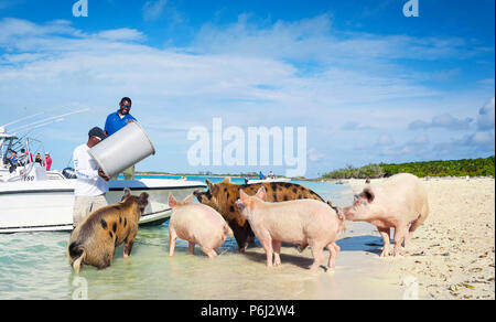 5. Januar 2017 - Exumas Inseln, Bahamas. Lokale Leute kamen zu Schwein Insel berühmt Exuma Wildschweinen auf dem Strand zu füttern. Stockfoto