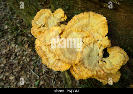 Huhn auf den Wald Pilze, Laetiporus sulfureus, manchmal auch Schwefel polypore wachsen in den neuen Wald in Hampshire England UK GB. Die c Stockfoto