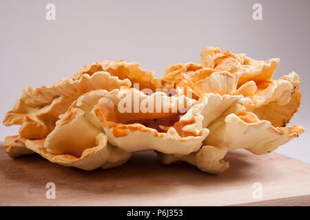 Huhn auf den Wald Pilze, Laetiporus sulfureus, manchmal auch Schwefel polypore wachsen in den neuen Wald in Hampshire England UK GB. Die c Stockfoto