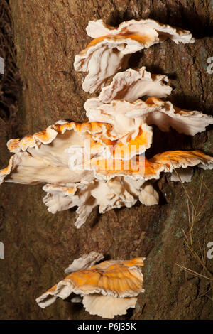Huhn auf den Wald Pilze, Laetiporus sulfureus, manchmal auch Schwefel polypore wachsen in den neuen Wald in Hampshire England UK GB. Die c Stockfoto