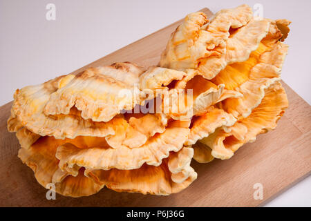 Huhn auf den Wald Pilze, Laetiporus sulfureus, manchmal auch Schwefel polypore wachsen in den neuen Wald in Hampshire England UK GB. Die c Stockfoto