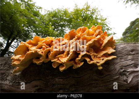 Huhn auf den Wald Pilze, Laetiporus sulfureus, manchmal auch Schwefel polypore wachsen in den neuen Wald in Hampshire England UK GB. Die c Stockfoto