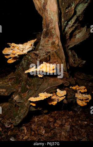 Huhn auf den Wald Pilze, Laetiporus sulfureus, manchmal auch Schwefel polypore wachsen in den neuen Wald in Hampshire England UK GB. Die c Stockfoto