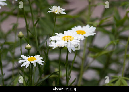 Bereich der Wildblumen Stockfoto