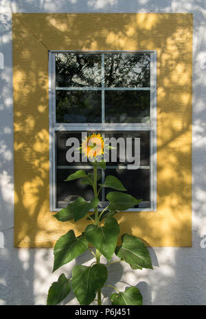 Am frühen Morgen Sunflower Stockfoto