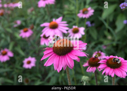 Echinacea pupurea 'Primadonna', schwarz Samson Stockfoto