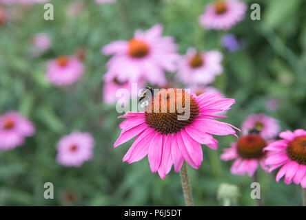 Echinacea pupurea 'Primadonna', schwarz Samson Stockfoto