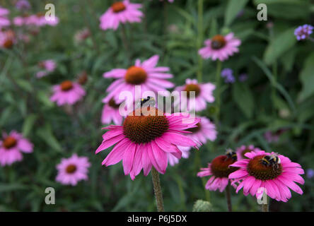 Echinacea pupurea 'Primadonna', schwarz Samson Stockfoto