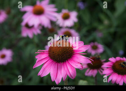 Echinacea pupurea 'Primadonna', schwarz Samson Stockfoto