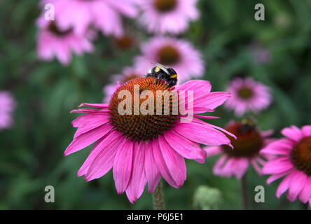 Echinacea pupurea 'Primadonna', schwarz Samson Stockfoto