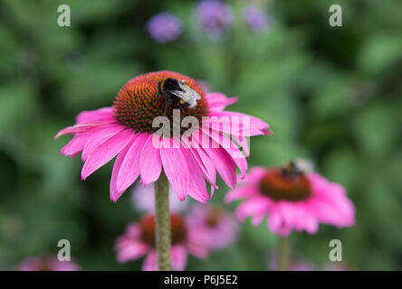 Echinacea pupurea 'Primadonna', schwarz Samson Stockfoto