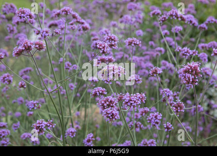 Eisenkraut Bonarienis, argentinisches Eisenkraut Stockfoto