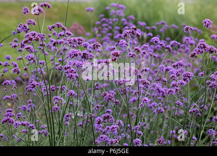 Eisenkraut Bonarienis, argentinisches Eisenkraut Stockfoto