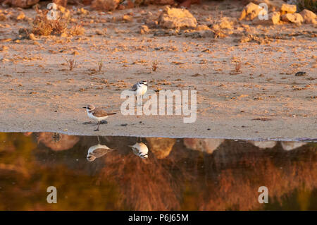 Seeregenpfeifer (Charadrius alexandrinus) Paar an Estanyets de Can Marroig Salt Marsh in Ses Salines Naturpark (Formentera, Balearen, Spanien) Stockfoto