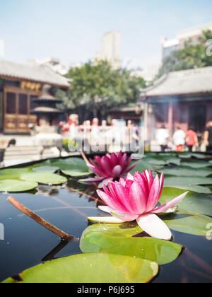 Zwei pulsierende rosa Seerosen in einem massiven Wasserbehälter im Innenhof des Tempels der Königin des Himmels, Tianjin, China Stockfoto