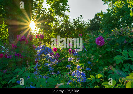 Sunburst durch die Blätter eines Baumes im Garten mit Lila und Blau Blumen Stockfoto