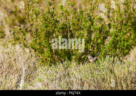 Balearen Warbler (Sylvia balearica) über dornige Büsche und Heather in Can Marroig in Ses Salines Naturpark (Formentera, Balearen, Spanien) Stockfoto