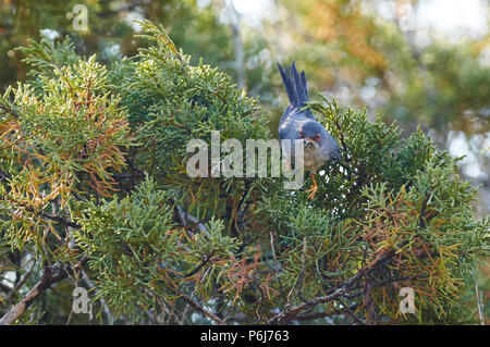 Balearen Warbler (Sylvia balearica) über einem Juniperus phoenicea Niederlassung in Can Marroig in Ses Salines Naturpark (Formentera, Balearen, Spanien) Stockfoto