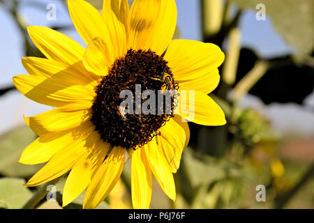 Große Sonnenblume mit Bienen Stockfoto