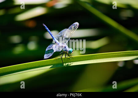 Blue Dragonfly ruht auf einem Wasserwerk Stockfoto