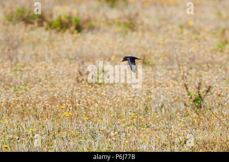 Rauchschwalbe (Hirundo rustica) über eine blühende Wiese fliegen in Can Marroig in Ses Salines Naturpark (Formentera, Balearen, Spanien) Stockfoto