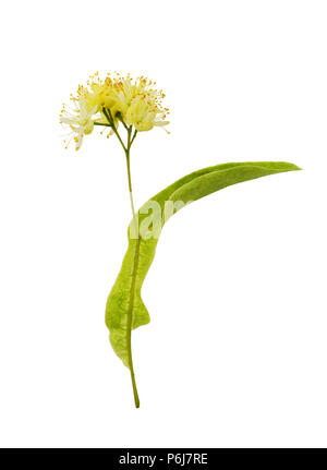Linden Blume, isoliert auf einem weißen Hintergrund close-up, hat medizinische Eigenschaften Stockfoto