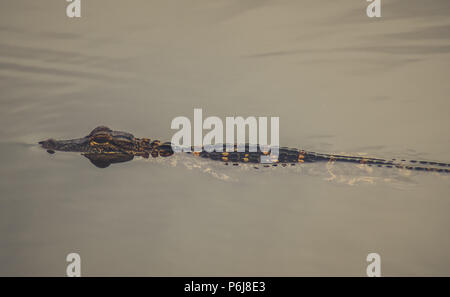 Babykrokodil schwimmen in einem See. Stockfoto